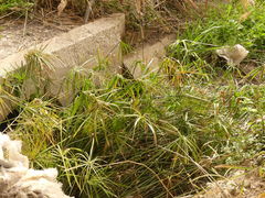 Cyperus alternifolius flabelliformis
