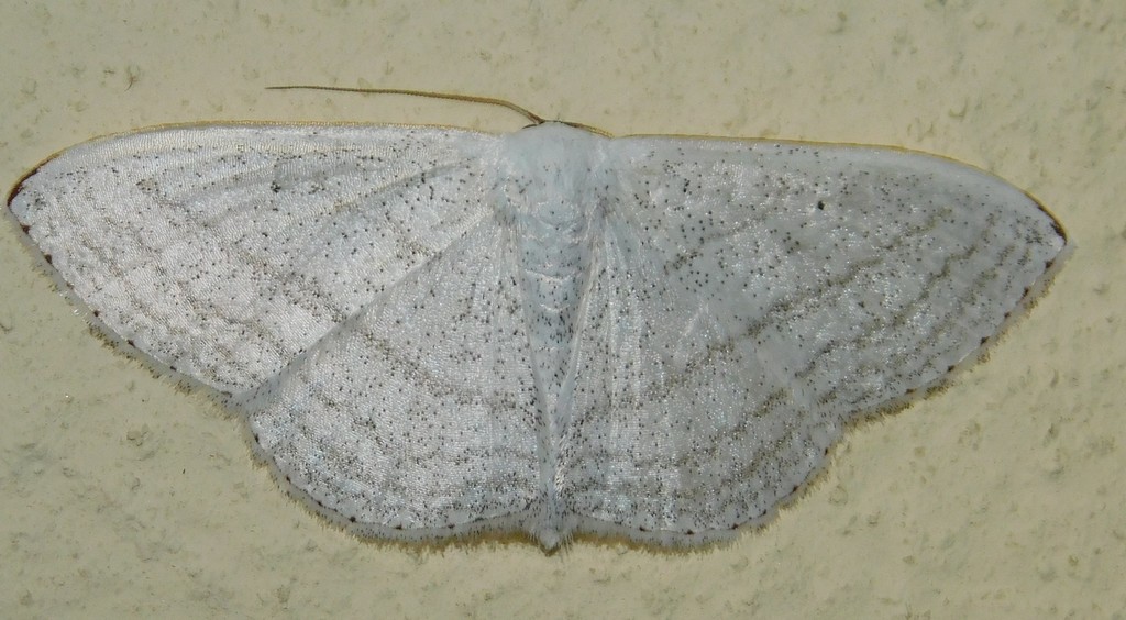 Somatina sedata