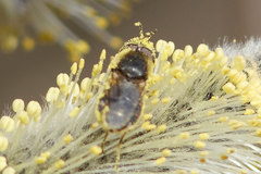 Odontomyia argentata