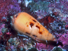 Conus luteus