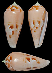 Conus luteus