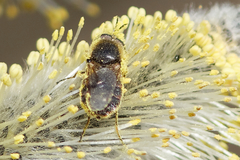 Odontomyia argentata