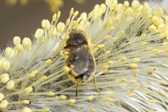 Odontomyia argentata