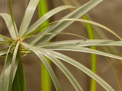 Cyperus alternifolius flabelliformis