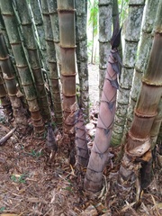 Dendrocalamus giganteus