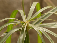 Cyperus alternifolius flabelliformis