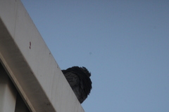 Columba livia