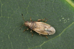 Cymidae