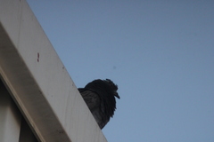 Columba livia