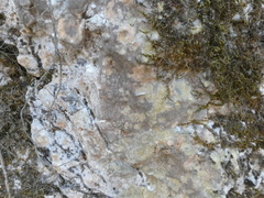 Xanthocarpia crenulatella