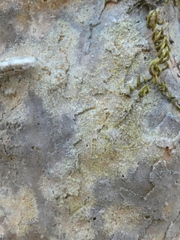 Xanthocarpia crenulatella