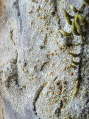 Xanthocarpia crenulatella