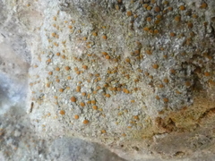 Xanthocarpia crenulatella