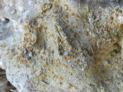 Xanthocarpia crenulatella