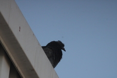 Columba livia