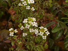 Nasturtium officinale
