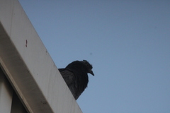 Columba livia