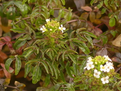 Nasturtium officinale