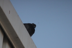 Columba livia
