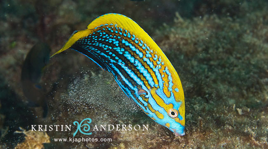Blue and yellow wrasse (Anampses lennardi) — Labridae