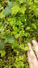 Cardamine oligosperma