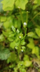Cardamine oligosperma