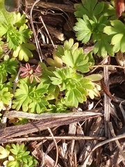 Alchemilla australis