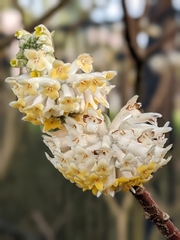 Edgeworthia