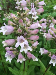 Penstemon calycosus