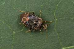 Charagochilus gyllenhalii