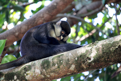 Red-tailed Monkey