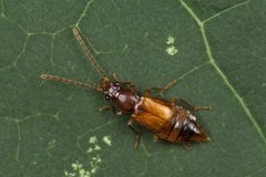 Anthophagus caraboides