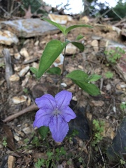 Ruellia pedunculata