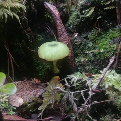 Entoloma necopinatum