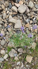 Lupinus altimontanus