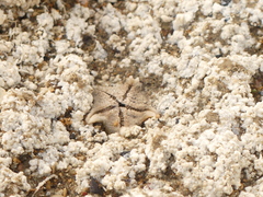 Asterina
