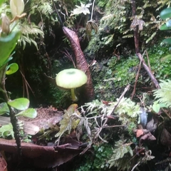 Entoloma necopinatum