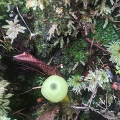 Entoloma necopinatum