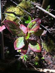 Vaccinium calycinum