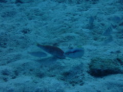 Mulloidichthys vanicolensis