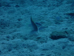 Mulloidichthys vanicolensis