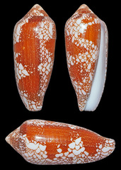 Conus magnificus