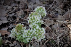 Petasites albus