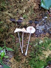 Entoloma conicum