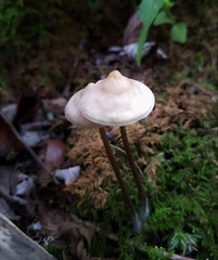 Entoloma conicum