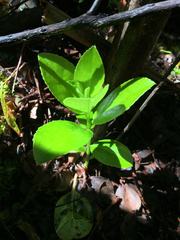 Ilex anomala
