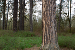 Pinus ponderosa