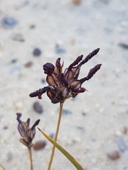 Aristea dichotoma
