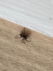 Pseudeuophrys lanigera