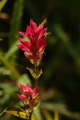 Castilleja rhexiifolia